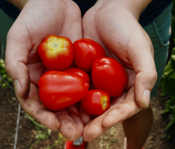 Hand Tomatoes