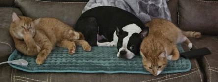 Orange cat licking paw next to black and white French Bulldog next to orange cat