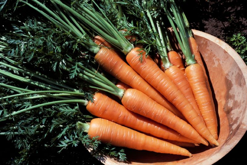 Fresh carrots in a basket